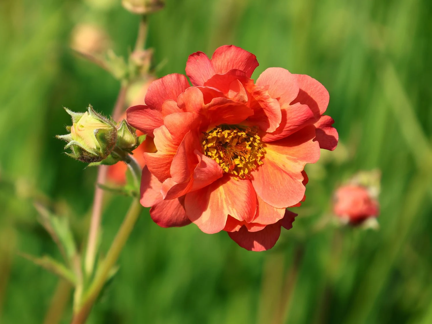 Chilenische Nelkenwurz 'Coral Tempest' 4 Chilenische Nelkenwurz 'Coral Tempest' – Bild 2