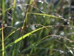 Chinaschilf 'Aperitif' -Angebote Blumen Takt Store chinaschilf aperitif m082581 w 1