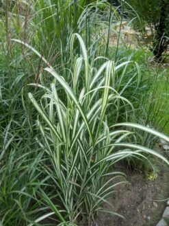 Chinaschilf 'Cabaret' -Angebote Blumen Takt Store chinaschilf cabaret m061058 w 0