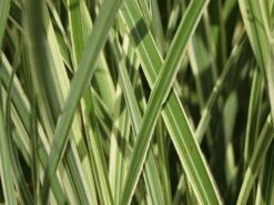 Chinaschilf 'Cabaret' -Angebote Blumen Takt Store chinaschilf cabaret m061058 w 3