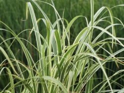 Chinaschilf 'Cabaret' -Angebote Blumen Takt Store chinaschilf cabaret m061058 w 4