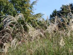 Chinaschilf 'Champagner' -Angebote Blumen Takt Store chinaschilf champagner m080131 w 0