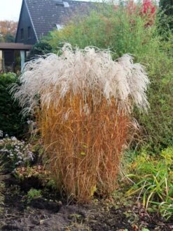 Chinaschilf 'Champagner' -Angebote Blumen Takt Store chinaschilf champagner m080131 w 1