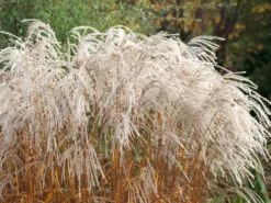 Chinaschilf 'Champagner' -Angebote Blumen Takt Store chinaschilf champagner m080131 w 2