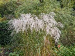 Chinaschilf 'Champagner' -Angebote Blumen Takt Store chinaschilf champagner m080131 w 3