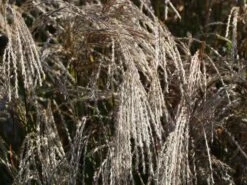 Chinaschilf 'Champagner' -Angebote Blumen Takt Store chinaschilf champagner m080131 w 4