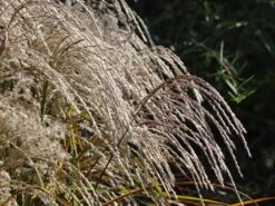 Chinaschilf 'Champagner' -Angebote Blumen Takt Store chinaschilf champagner m080131 w 5