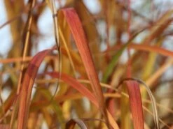 Chinaschilf 'David' -Angebote Blumen Takt Store chinaschilf david m075932 w 0