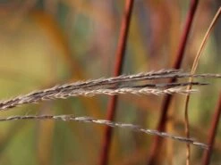 Chinaschilf 'David' -Angebote Blumen Takt Store chinaschilf david m075932 w 1