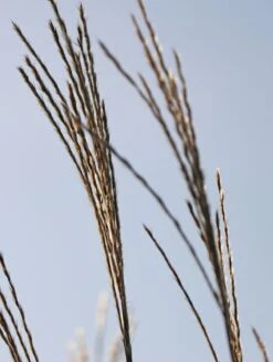 Chinaschilf 'David' -Angebote Blumen Takt Store chinaschilf david m075932 w 2