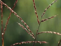 Chinaschilf 'David' -Angebote Blumen Takt Store chinaschilf david m075932 w 4