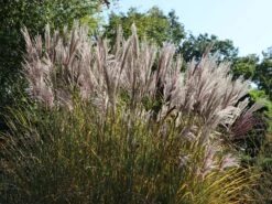 Chinaschilf 'Digestif'