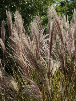 Chinaschilf 'Digestif' -Angebote Blumen Takt Store chinaschilf digestif m059517 w 0