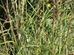 Chinaschilf 'Digestif' -Angebote Blumen Takt Store chinaschilf digestif m059517 w 2