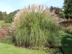 Chinaschilf 'Federweißer' -Angebote Blumen Takt Store chinaschilf federweisser m059523 w 1