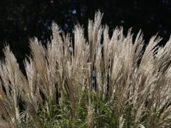 Chinaschilf 'Federweißer' -Angebote Blumen Takt Store chinaschilf federweisser m059523 w 2