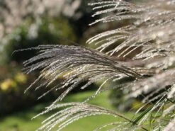 Chinaschilf 'Federweißer' -Angebote Blumen Takt Store chinaschilf federweisser m059523 w 3