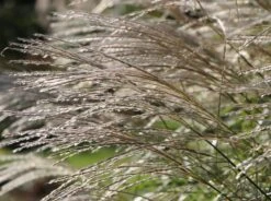 Chinaschilf 'Federweißer' -Angebote Blumen Takt Store chinaschilf federweisser m059523 w 4