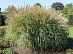 Chinaschilf 'Federweißer' -Angebote Blumen Takt Store chinaschilf federweisser m059523 w 5