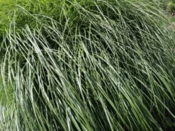 Chinaschilf 'Federweißer' -Angebote Blumen Takt Store chinaschilf federweisser m059523 w 6