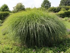 Chinaschilf 'Federweißer' -Angebote Blumen Takt Store chinaschilf federweisser m059523 w 7