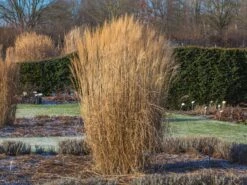 Chinaschilf 'Federweißer' -Angebote Blumen Takt Store chinaschilf federweisser m059523 w 8