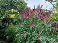 Chinaschilf 'Ferner Osten' -Angebote Blumen Takt Store chinaschilf ferner osten m044892 551380 0