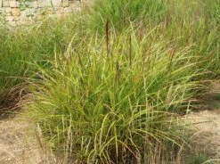 Chinaschilf 'Ferner Osten' -Angebote Blumen Takt Store chinaschilf ferner osten m044892 w 0