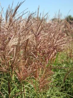 Chinaschilf 'Ferner Osten' -Angebote Blumen Takt Store chinaschilf ferner osten m044892 w 2