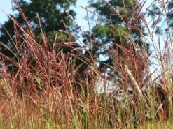 Chinaschilf 'Ferner Osten' -Angebote Blumen Takt Store chinaschilf ferner osten m044892 w 3