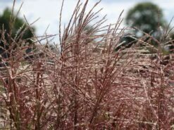 Chinaschilf 'Ferner Osten' -Angebote Blumen Takt Store chinaschilf ferner osten m044892 w 6