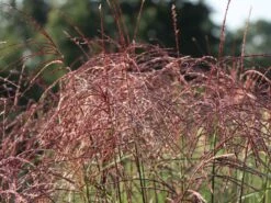 Chinaschilf 'Ferner Osten' -Angebote Blumen Takt Store chinaschilf ferner osten m044892 w 7