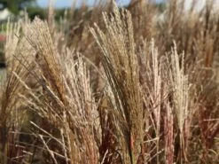 Chinaschilf 'Ferner Osten' -Angebote Blumen Takt Store chinaschilf ferner osten m044892 w 8