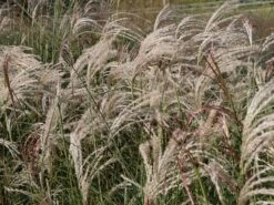 Chinaschilf 'Flamingo' -Angebote Blumen Takt Store chinaschilf flamingo m044893 w 1