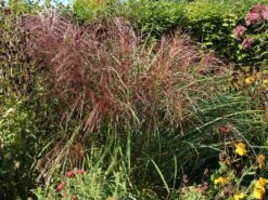 Chinaschilf 'Flamingo' -Angebote Blumen Takt Store chinaschilf flamingo m044893 w 2