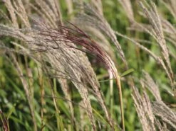 Chinaschilf 'Flamingo' -Angebote Blumen Takt Store chinaschilf flamingo m044893 w 3