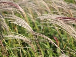 Chinaschilf 'Flamingo' -Angebote Blumen Takt Store chinaschilf flamingo m044893 w 4