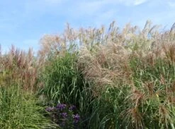 Chinaschilf 'Flamingo' -Angebote Blumen Takt Store chinaschilf flamingo m044893 w 5