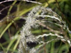 Chinaschilf 'Flamingo' -Angebote Blumen Takt Store chinaschilf flamingo m044893 w 7