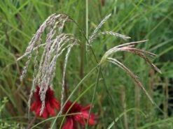 Chinaschilf 'Flamingo' -Angebote Blumen Takt Store chinaschilf flamingo m044893 w 9