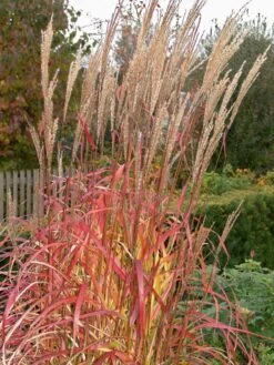 Chinaschilf 'Ghana' -Angebote Blumen Takt Store chinaschilf ghana m082591 w 0