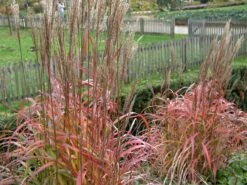 Chinaschilf 'Ghana' -Angebote Blumen Takt Store chinaschilf ghana m082591 w 1