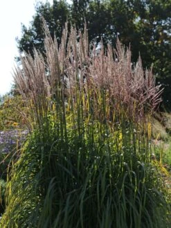 Chinaschilf 'Ghana' -Angebote Blumen Takt Store chinaschilf ghana m082591 w 3