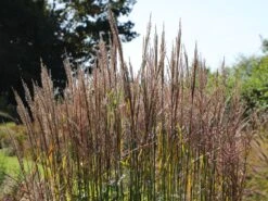 Chinaschilf 'Ghana' -Angebote Blumen Takt Store chinaschilf ghana m082591 w 4