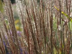 Chinaschilf 'Ghana' -Angebote Blumen Takt Store chinaschilf ghana m082591 w 5