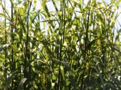 Chinaschilf 'Giraffe' -Angebote Blumen Takt Store chinaschilf giraffe m059528 w 0