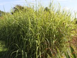 Chinaschilf 'Giraffe' -Angebote Blumen Takt Store chinaschilf giraffe m059528 w 1