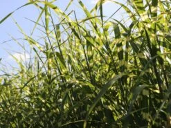 Chinaschilf 'Giraffe' -Angebote Blumen Takt Store chinaschilf giraffe m059528 w 2