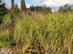 Chinaschilf 'Giraffe' -Angebote Blumen Takt Store chinaschilf giraffe m059528 w 4