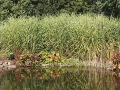 Chinaschilf 'Giraffe' -Angebote Blumen Takt Store chinaschilf giraffe m059528 w 5